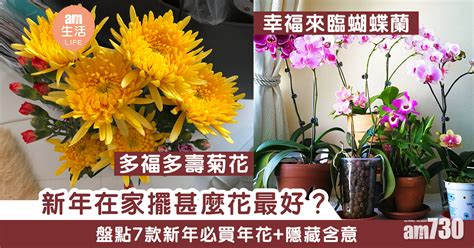 正所謂梅花入室擺一年，霉到賣屋又賣田|港人年花